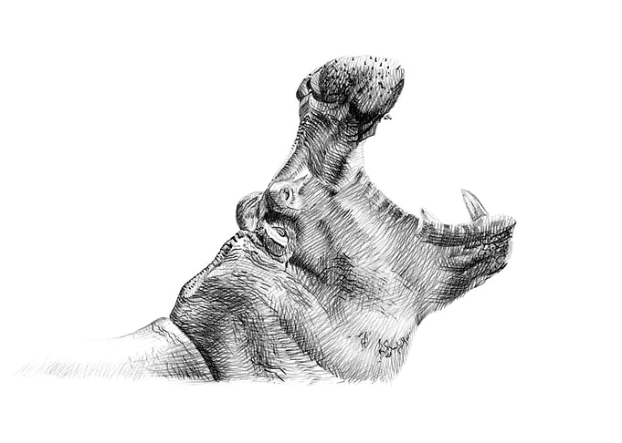 Hippo portrait