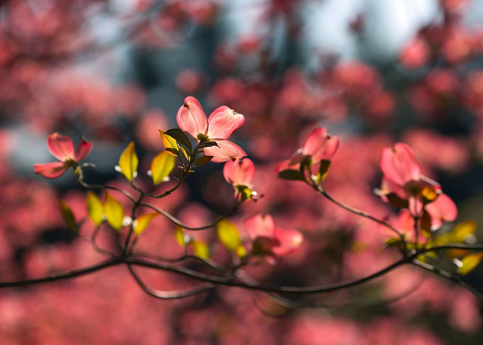 Spring flowers