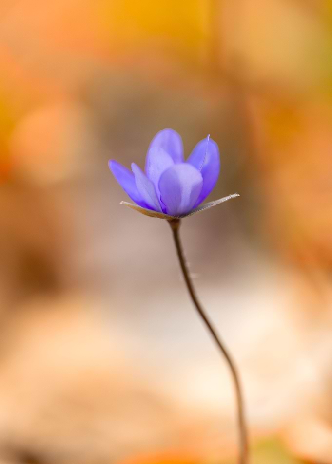 Purple hepatica flowers