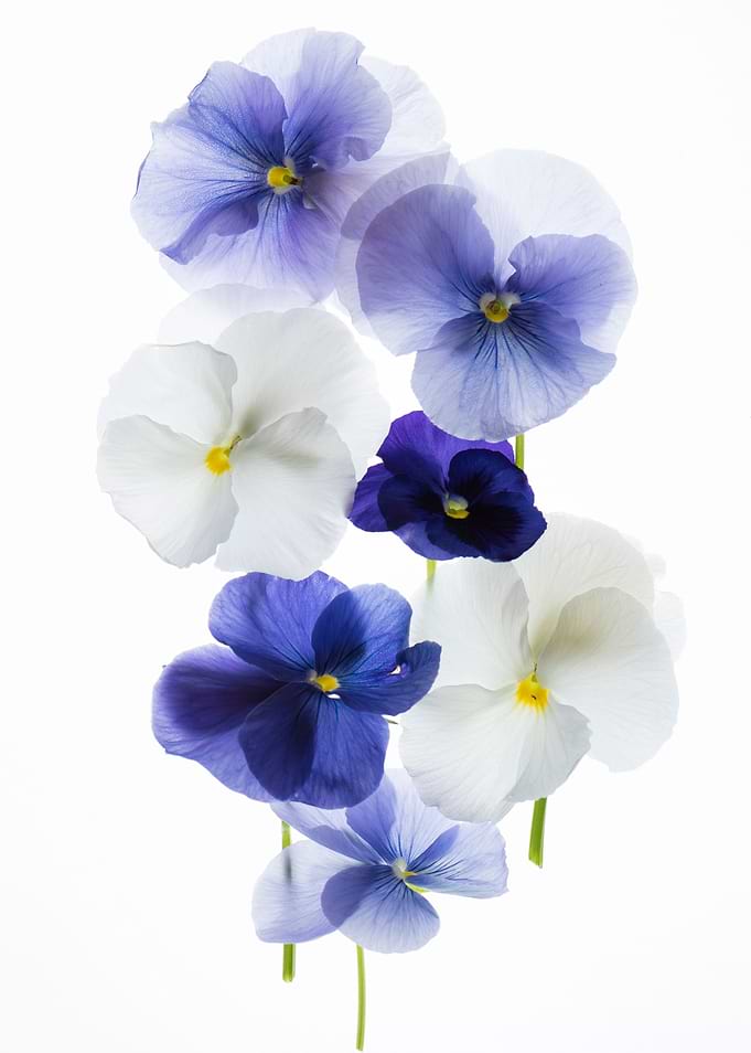 backlit pansy petals