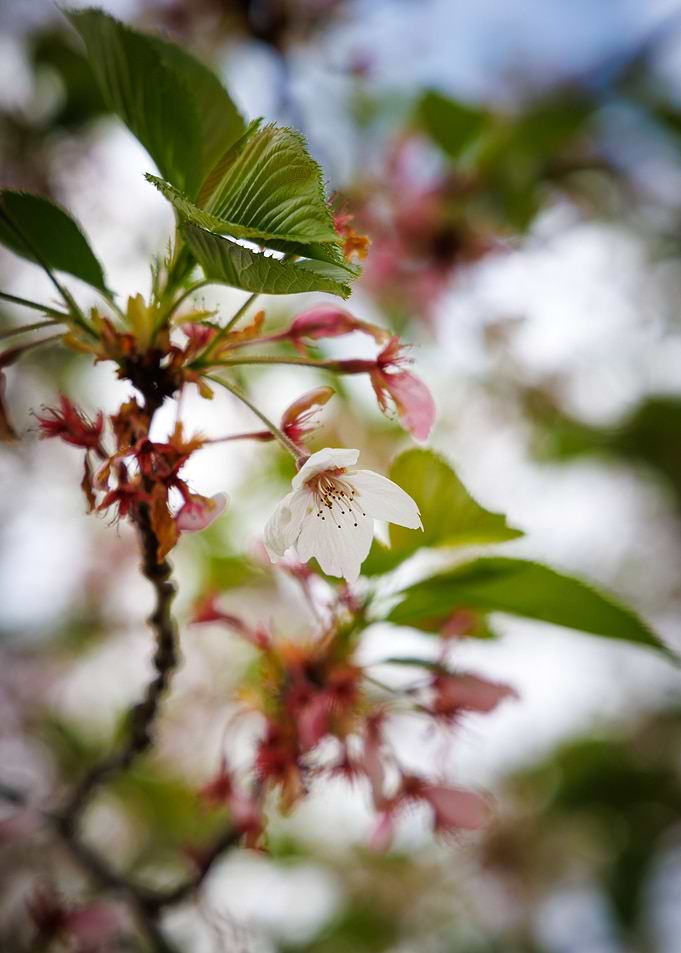 Cherry blossom