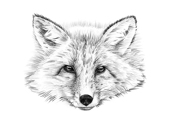 Fox portrait