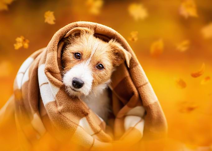 Autumn Dog