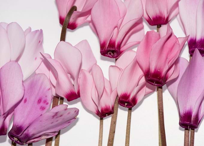 backlit violet petals
