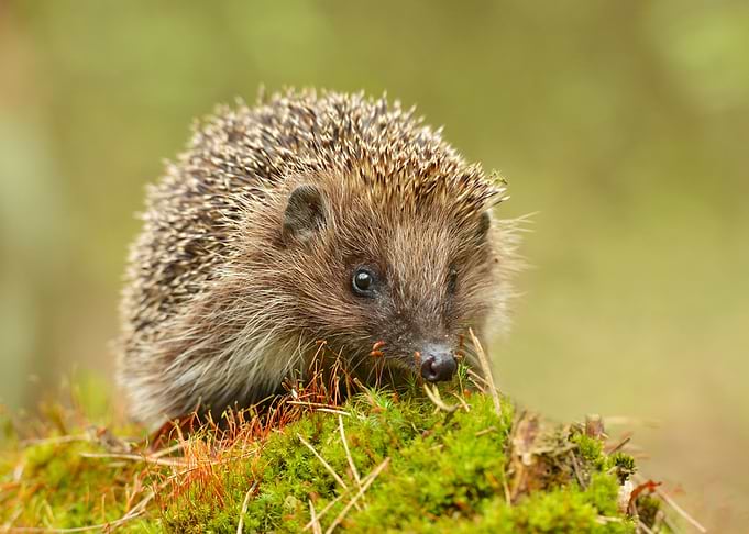 Hedgehog