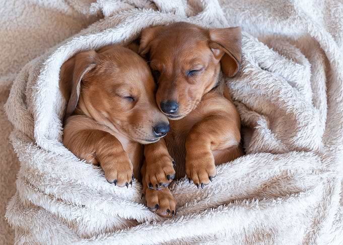 Sleeping Dogs