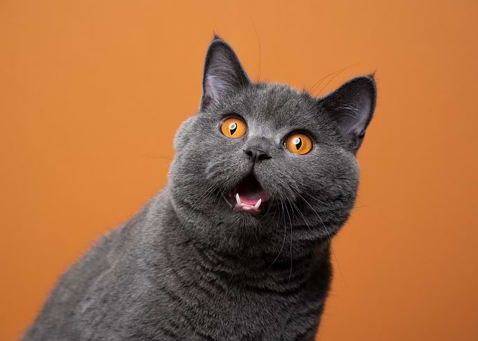 Black Cat