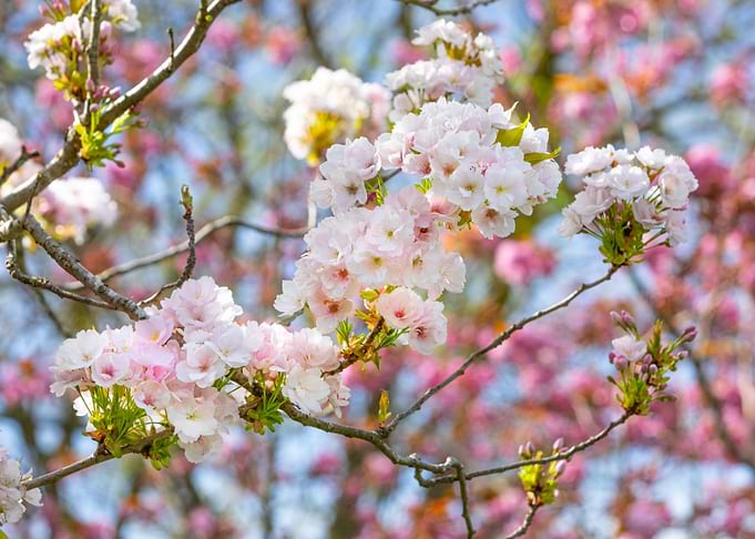 Spring Blossoms