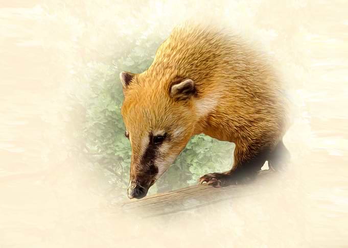 Coati portrait