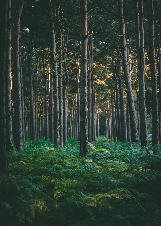 Stream Through the Woods