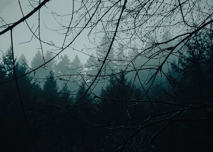 Moody Woods
