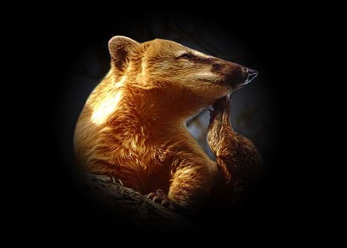 Coati
