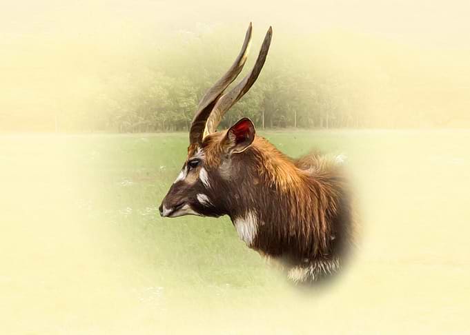 Sitatunga