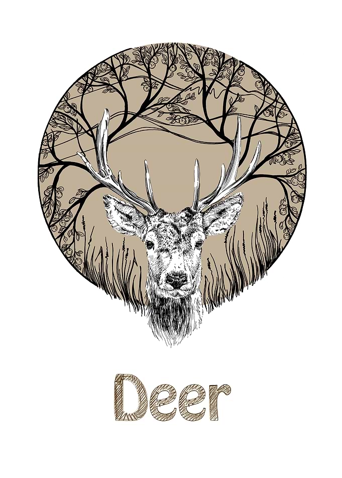 Deer