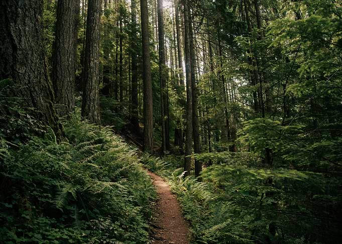 Forest Hiking Trail