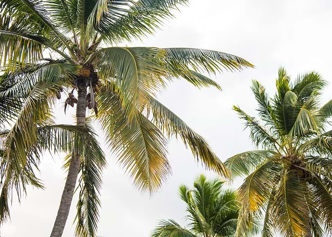Caribbean Palms 1