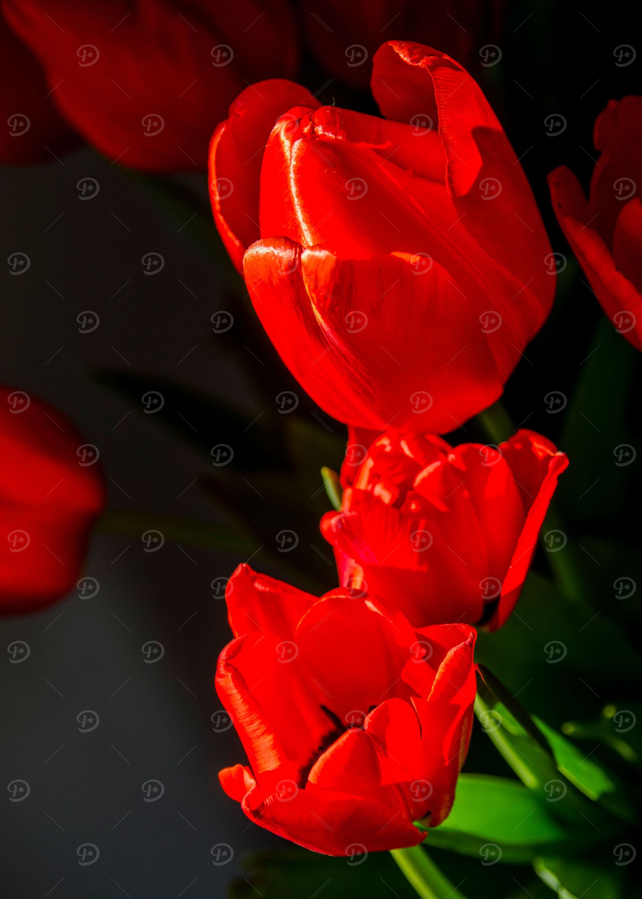 Red tulips on black