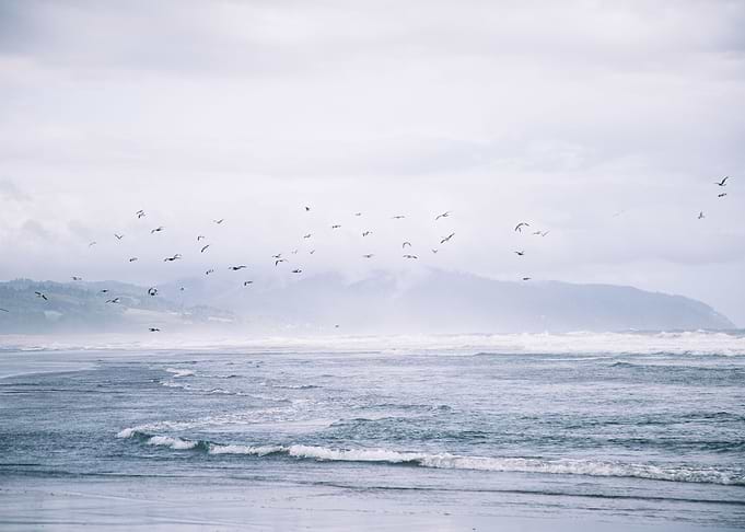 Seagulls Flock