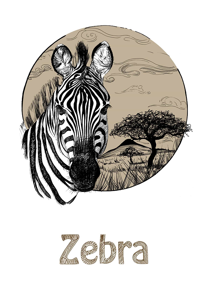 Zebra