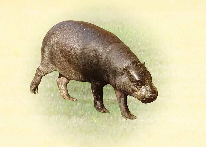 Pygmy hippopotamus