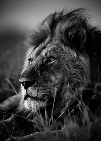 Regal Lion in Repose