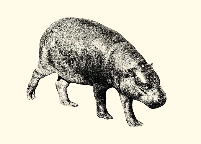 Pygmy hippopotamus