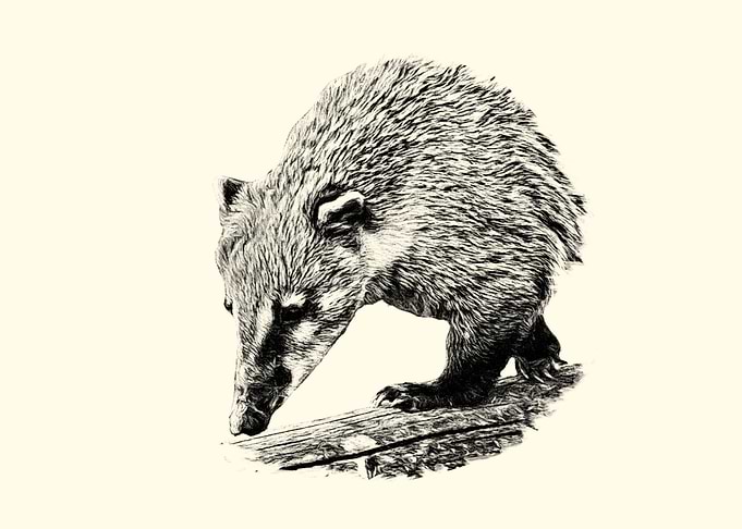 Coati