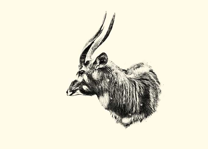 Sitatunga