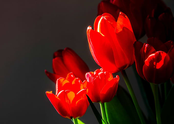 Red tulips on black