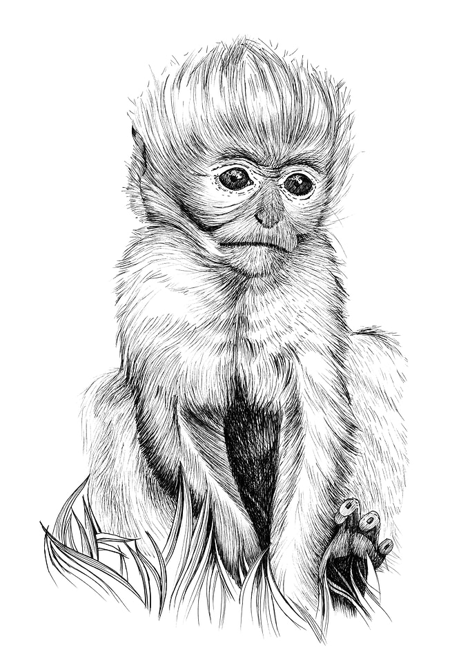 Baby monkey