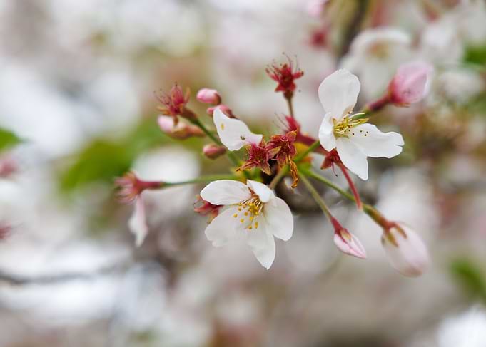 Cherry blossom