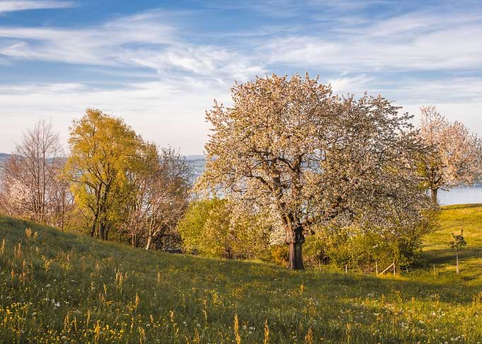 Sunset Cherry Tree