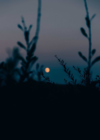 Moonlight