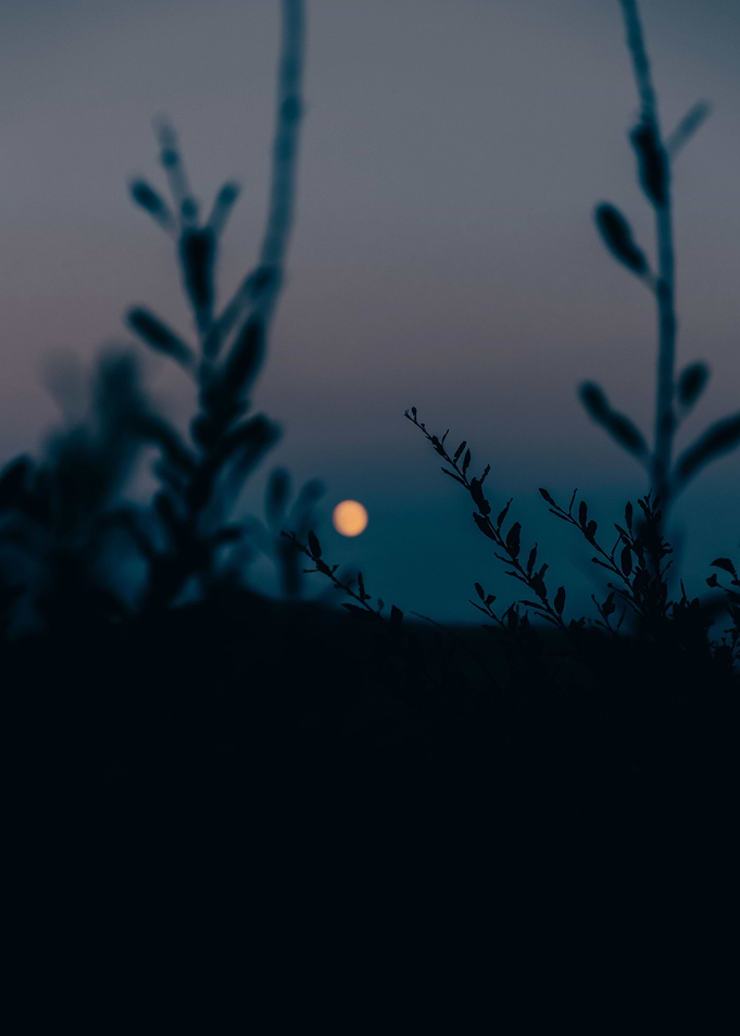 Moonlight