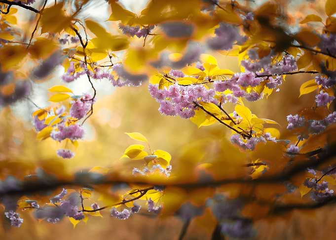 Pink cherry blossom flower