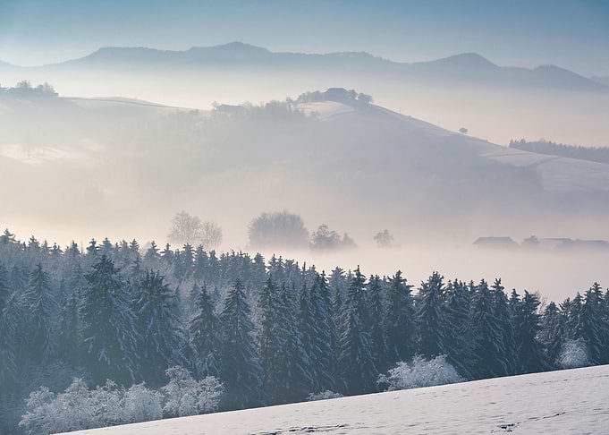 Mountains and forest tree