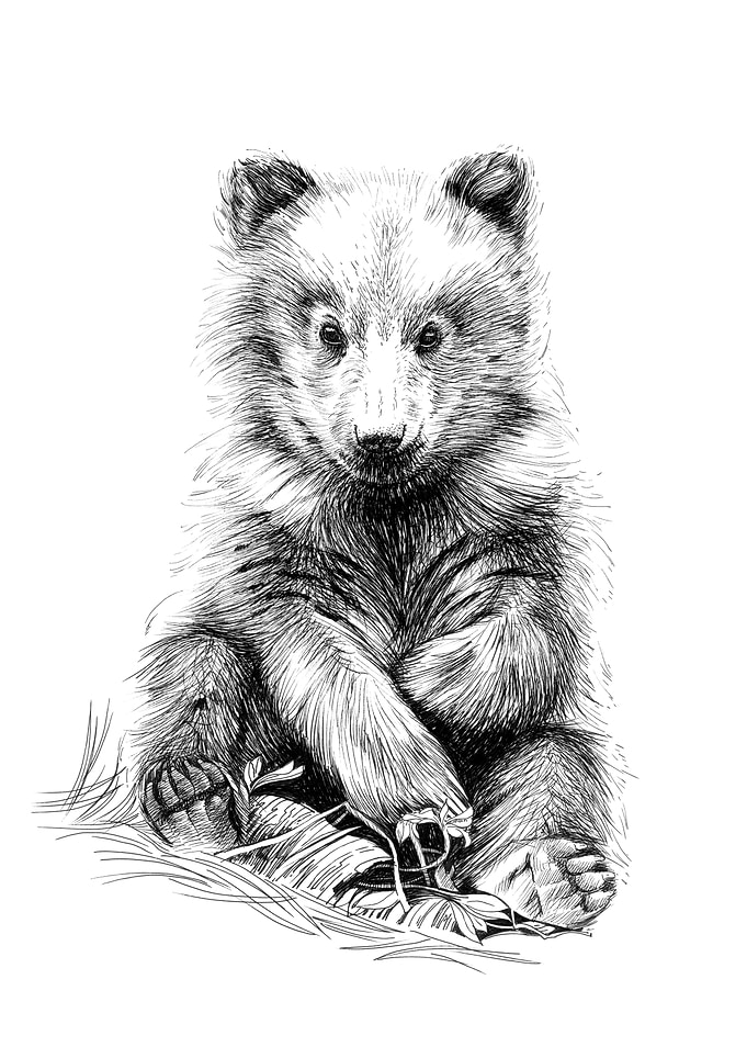 Baby bear