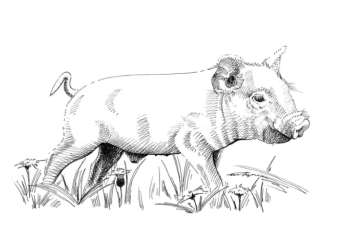 Baby piglet