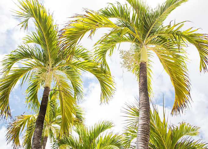 Summer Paradise Palms 1