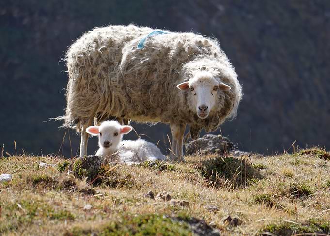 Sheep grazing El Choro