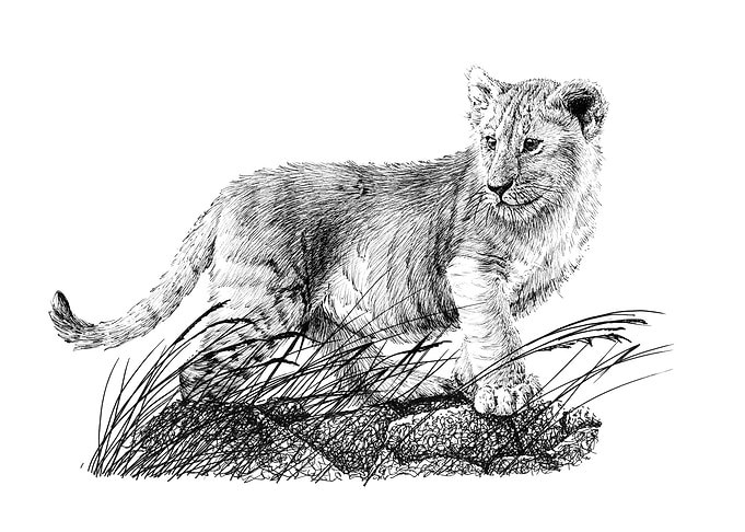 Baby lion