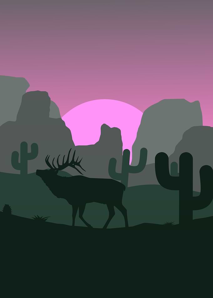 Deer in arizona