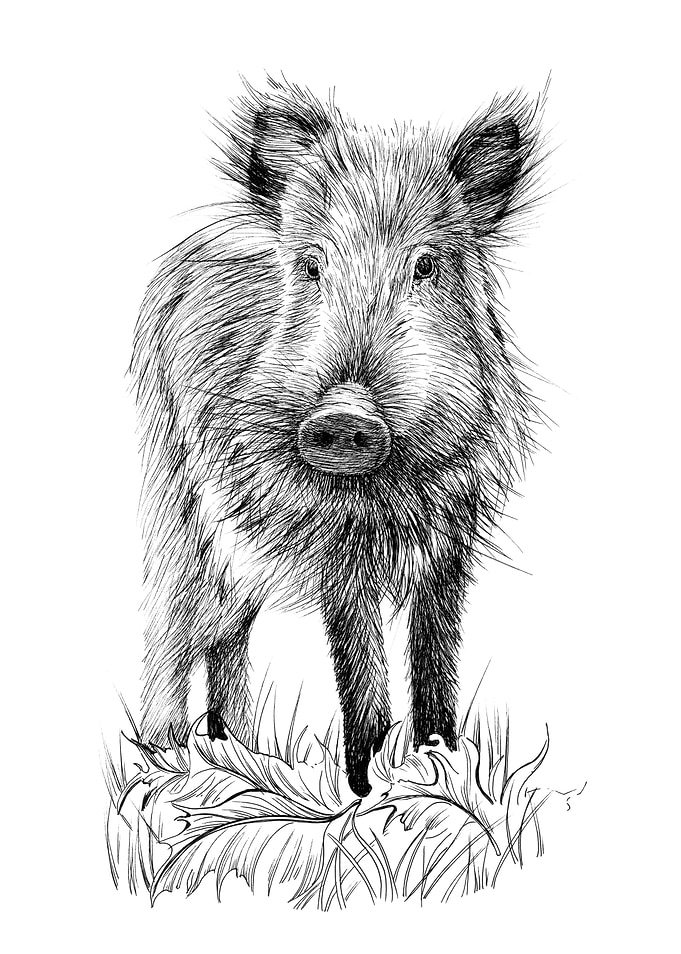 Baby wild boar