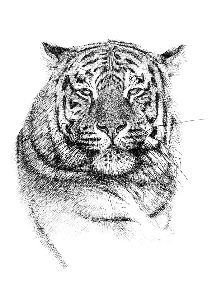 Tiger portrait