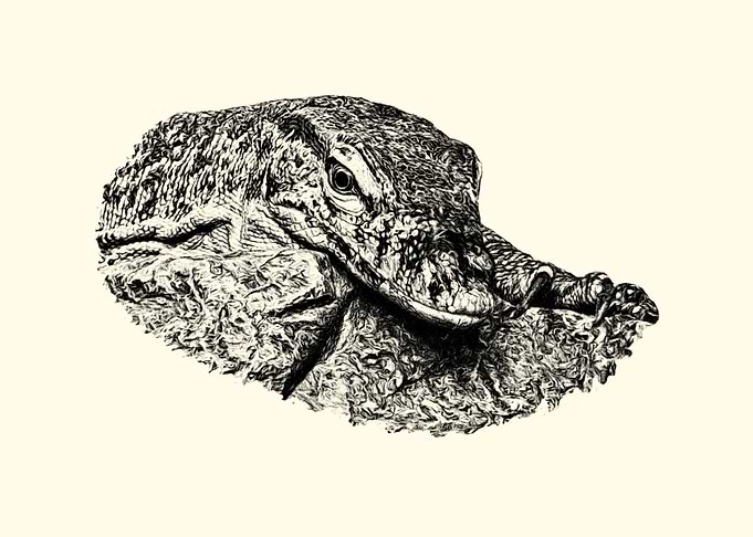 Monitor lizard
