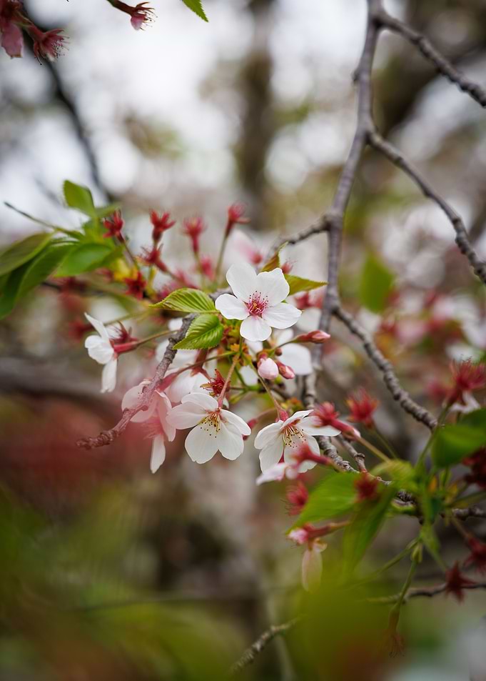 Cherry blossom
