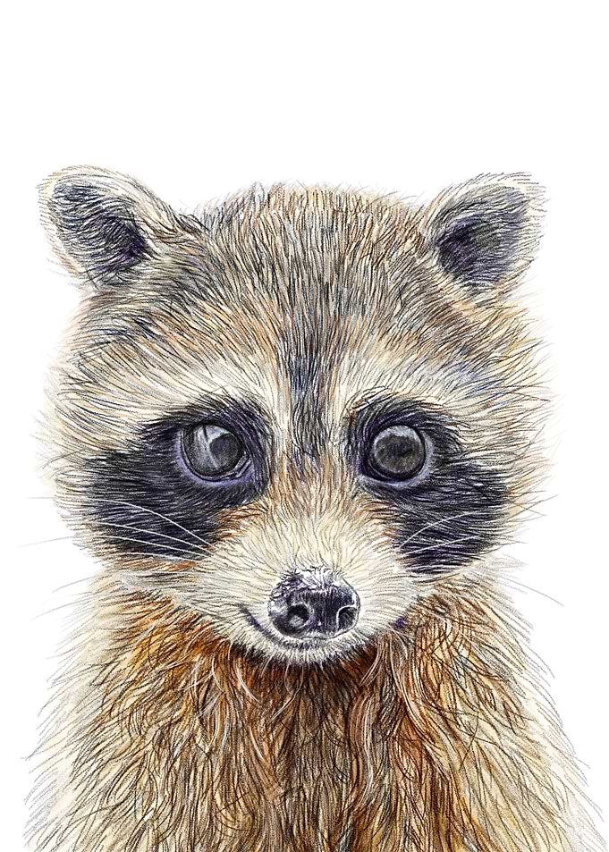 Raccoon - Forest Animal