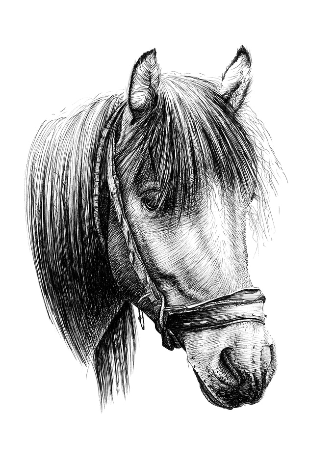 Horse portrait