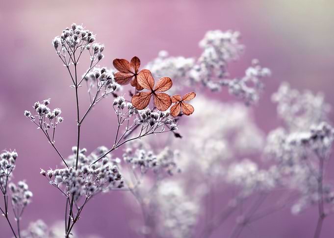 Autumn impression