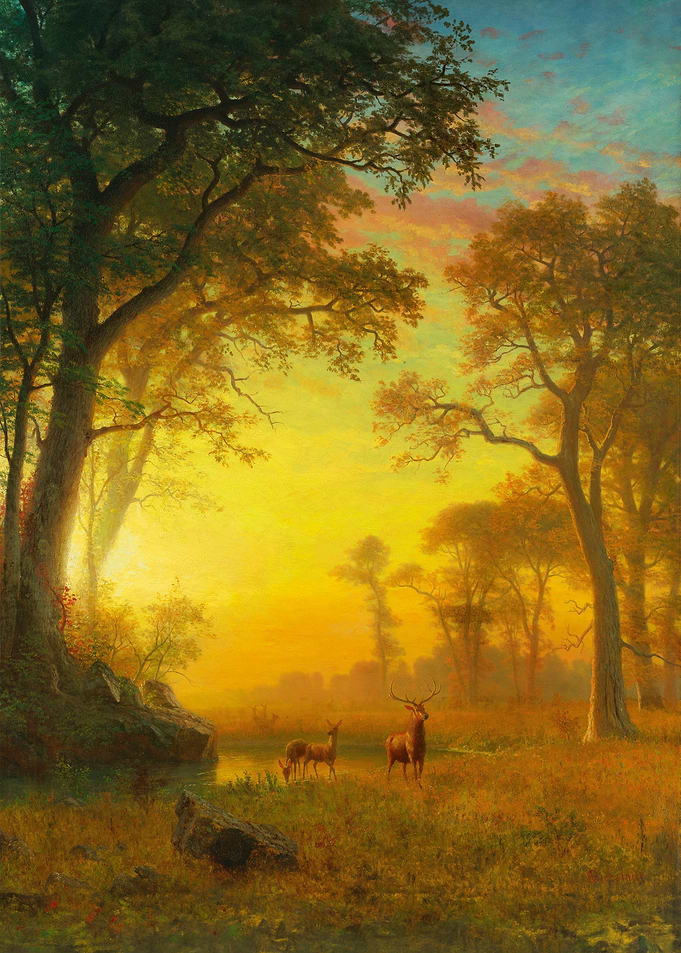 Light in the Forest